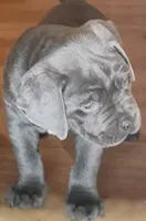 Cane Corso Gray, a male Cane Corso for sale in Charlotte, NC – 1 of 7