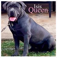 Cane Corso Black, a female Cane Corso for sale in Charlotte, NC – 6 of 6