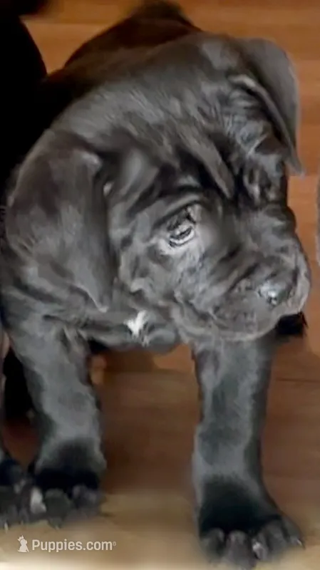 Cane Corso Black – Cane Corso puppy for sale in Charlotte, NC