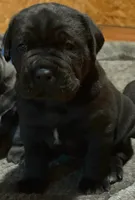 Cane Corso Black, a male Cane Corso for sale in Charlotte, NC – 1 of 4