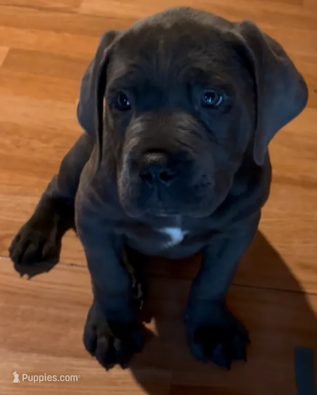 Cane Corso Grey – Cane Corso puppy for sale in Charlotte, NC