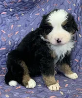 Daffodil Yellow Girl, a female Bernese Mountain Dog for sale in Mercer, PA – Photo 2 of 6