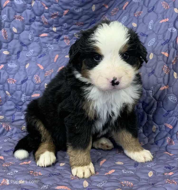 Daffodil Yellow Girl – Bernese Mountain Dog puppy for sale in Mercer, PA