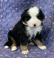 Daffodil Yellow Girl, a female Bernese Mountain Dog for sale in Mercer, PA – Photo 1 of 6