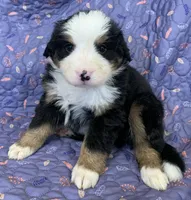 Daffodil Yellow Girl, a female Bernese Mountain Dog for sale in Mercer, PA – Photo 4 of 6