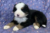 Daffodil Yellow Girl, a female Bernese Mountain Dog for sale in Mercer, PA – Photo 3 of 6