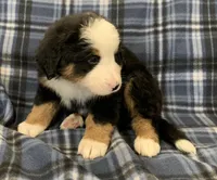 Sunny Girl, a female Bernese Mountain Dog for sale in Mercer, PA – Photo 2 of 5