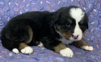 Petunia Purple Girl, a female Bernese Mountain Dog for sale in Mercer, PA – Photo 2 of 6