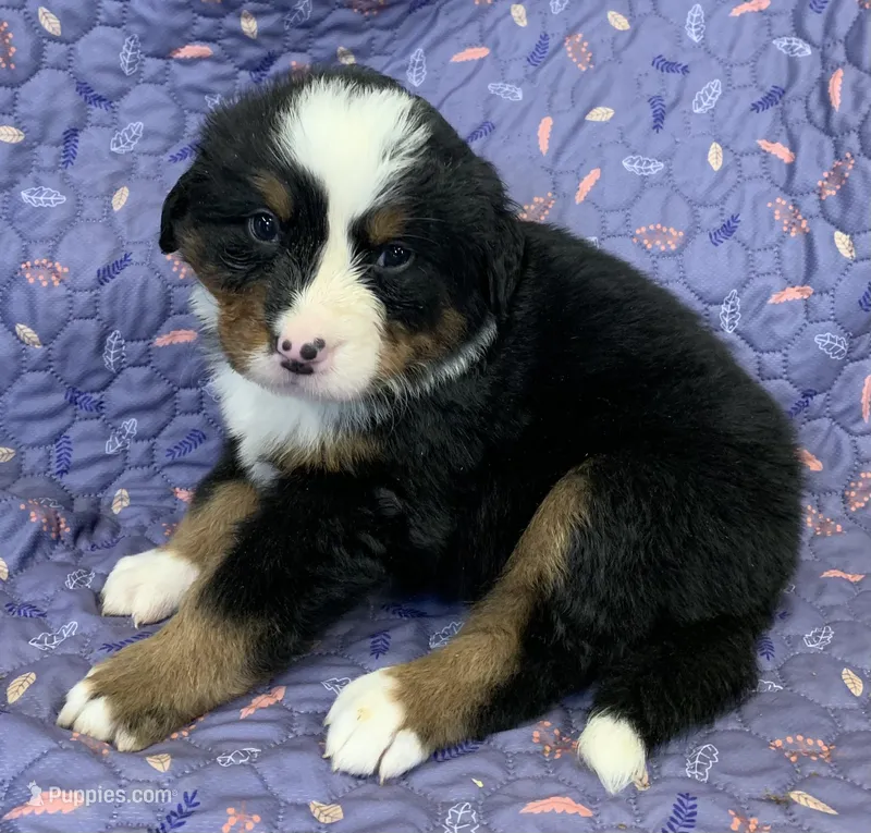 Petunia Purple Girl – Bernese Mountain Dog puppy for sale in Mercer, PA