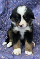 Petunia Purple Girl, a female Bernese Mountain Dog for sale in Mercer, PA – Photo 3 of 6
