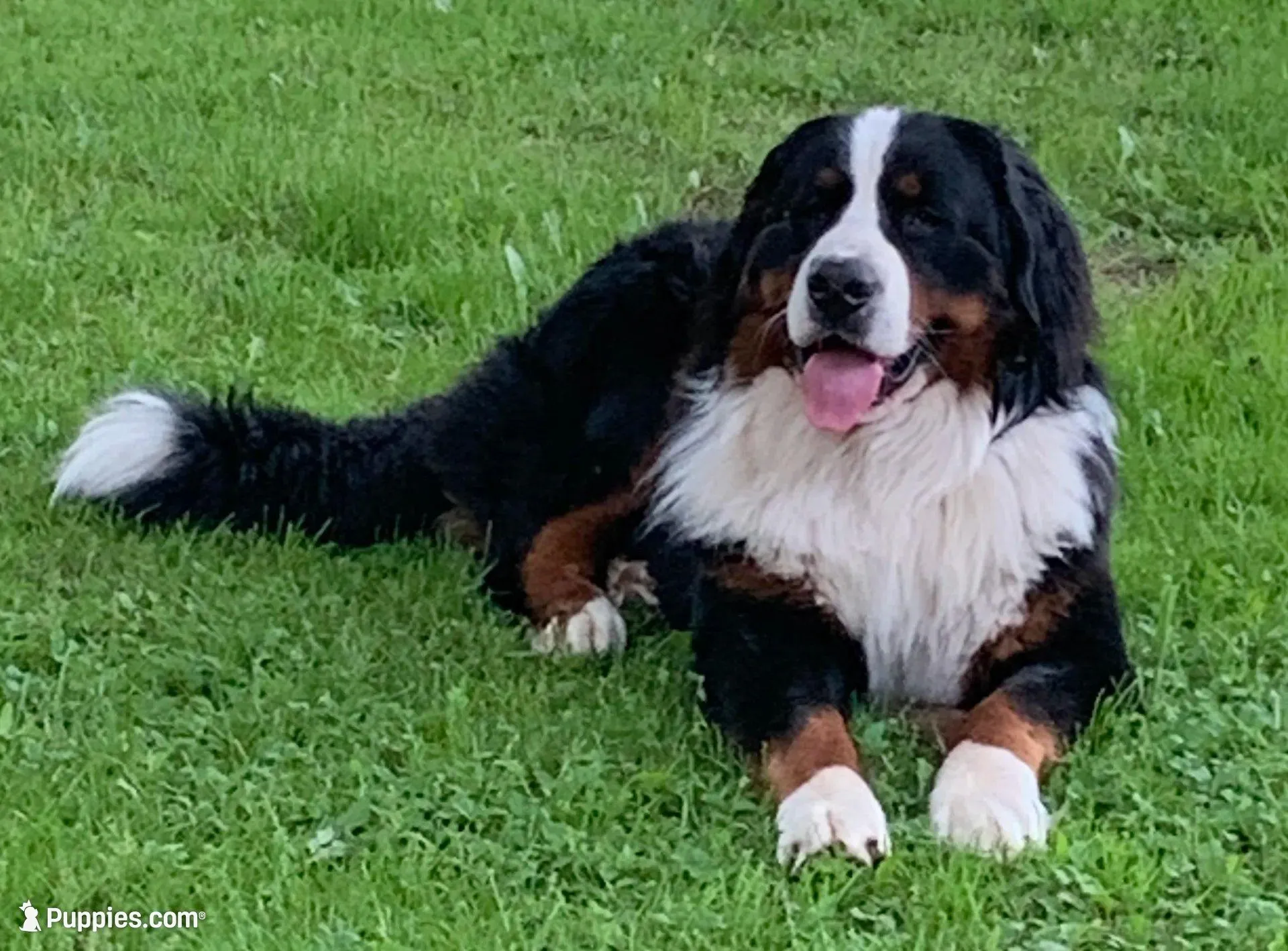 Sunny Girl, a female Bernese Mountain Dog for sale in Mercer, PA – Photo 4 of 5