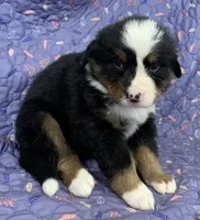 Petunia Purple Girl, a female Bernese Mountain Dog for sale in Mercer, PA – Photo 4 of 6