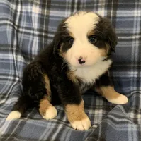 Sunny Girl, a female Bernese Mountain Dog for sale in Mercer, PA – Photo 3 of 5