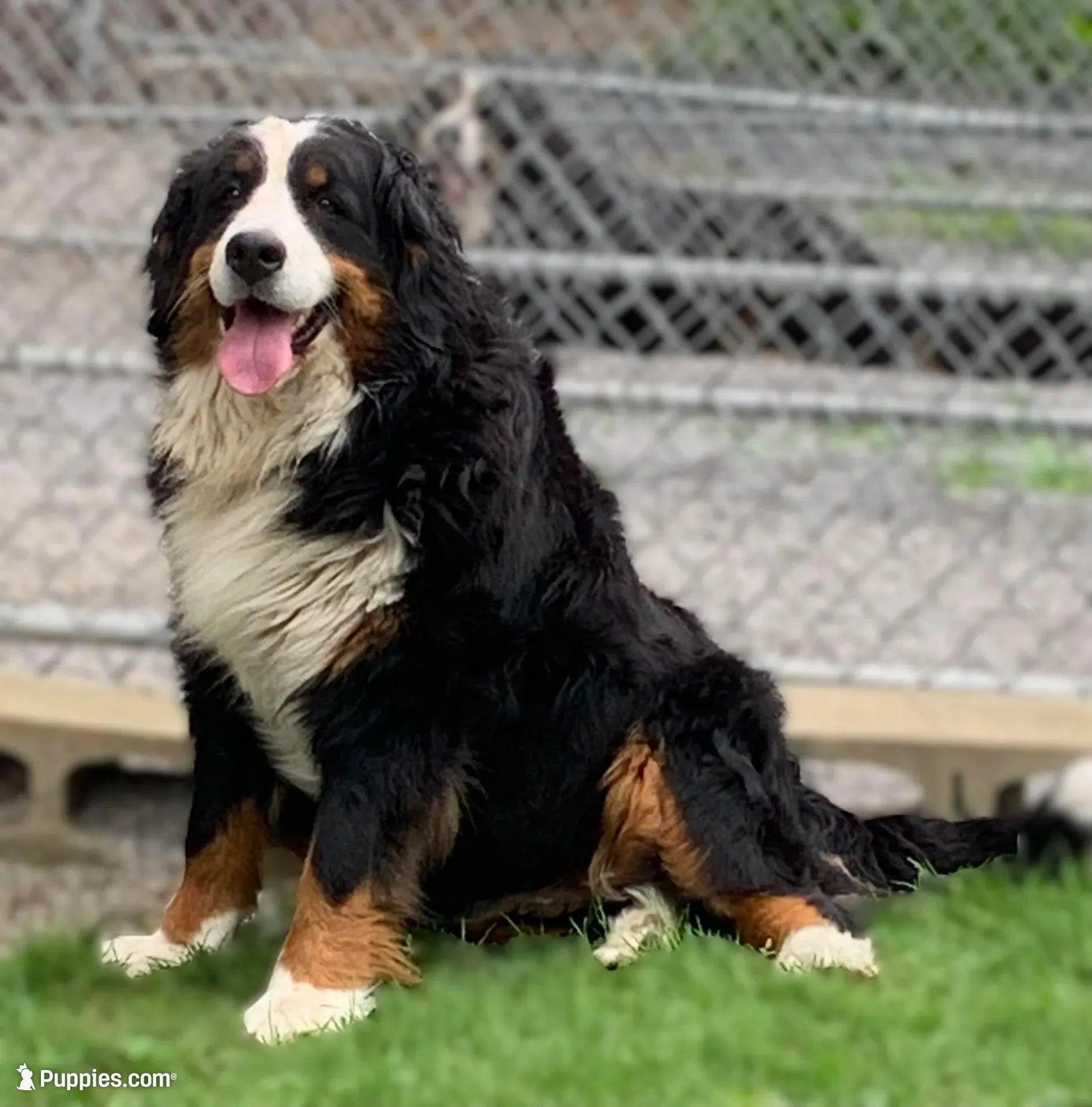 Sunny Girl, a female Bernese Mountain Dog for sale in Mercer, PA – Photo 5 of 5