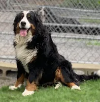 Petunia Purple Girl, a female Bernese Mountain Dog for sale in Mercer, PA – Photo 5 of 6