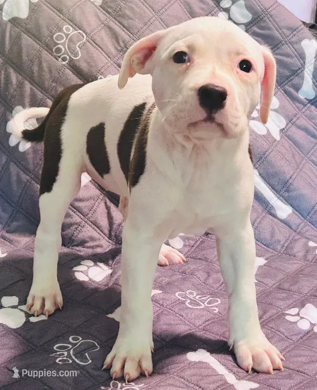 Holstein – American Pit Bull Terrier puppy for sale in Palestine, TX