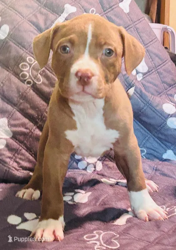 Chocolate Boy – American Pit Bull Terrier puppy for sale in Palestine, TX