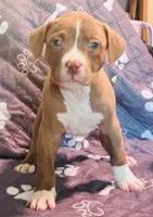 Chocolate Boy, a male American Pit Bull Terrier for sale in Palestine, TX – 1 of 3