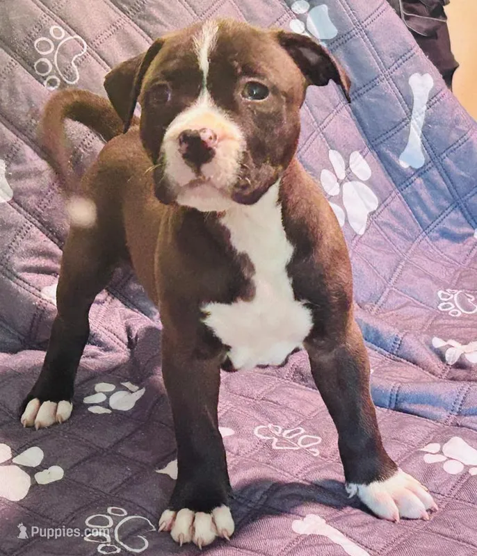 Stripe – American Pit Bull Terrier puppy for sale in Palestine, TX