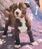 Stripe, a male American Pit Bull Terrier for sale in Palestine, TX – 1 of 3