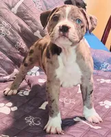 Merle Haggard, a male American Pit Bull Terrier for sale in Palestine, TX – 1 of 3