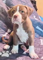 Chocolate Girl, a female American Pit Bull Terrier for sale in Palestine, TX – 1 of 3