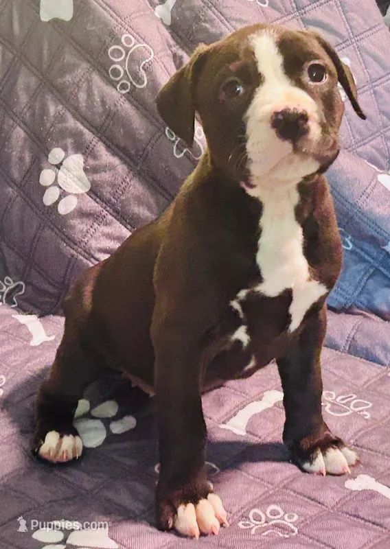 Blaze – American Pit Bull Terrier puppy for sale in Palestine, TX