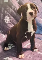 Blaze, a female American Pit Bull Terrier for sale in Palestine, TX – 1 of 3