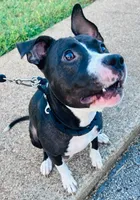 Holstein, a female American Pit Bull Terrier for sale in Palestine, TX – 3 of 3