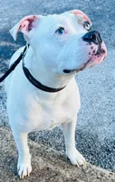 Head Spot, a male American Pit Bull Terrier for sale in Palestine, TX – 3 of 3