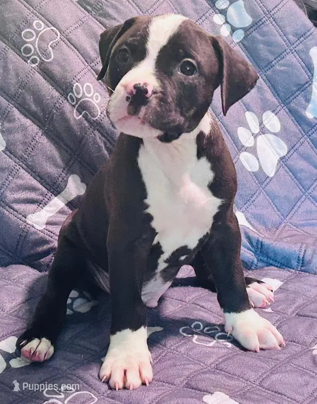 Head Spot – American Pit Bull Terrier puppy for sale in Palestine, TX