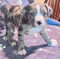 Girl Named Merle, a female American Pit Bull Terrier for sale in Palestine, TX – 1 of 3