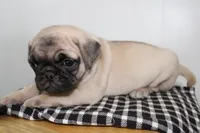 Buddy , a male Pug for sale in Delphi, IN – 2 of 3