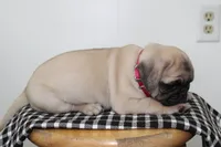 Diamond, a female Pug for sale in Delphi, IN – 4 of 4