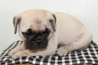 Boulder , a male Pug for sale in Delphi, IN – 2 of 3