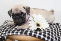 Jazzie , a female Pug for sale in Delphi, IN – 2 of 3