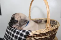 Buddy , a male Pug for sale in Delphi, IN – 3 of 3