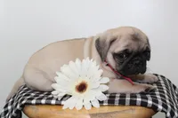 Diamond, a female Pug for sale in Delphi, IN – 3 of 4