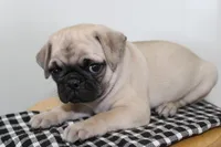 Benny , a male Pug for sale in Delphi, IN – 2 of 2