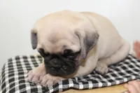 Boulder , a male Pug for sale in Delphi, IN – 3 of 3