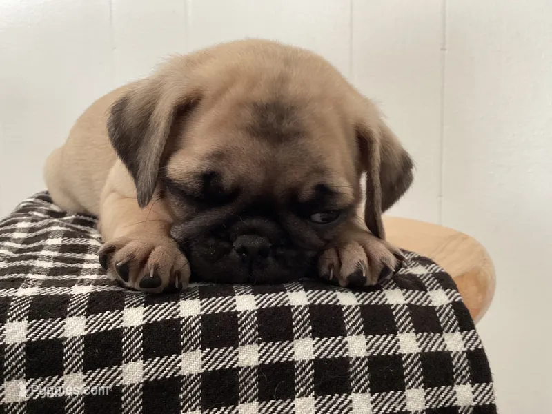 Diamond – Pug puppy for sale in Delphi, IN