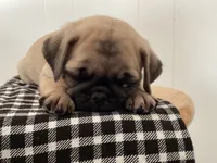 Diamond, a female Pug for sale in Delphi, IN – 1 of 4