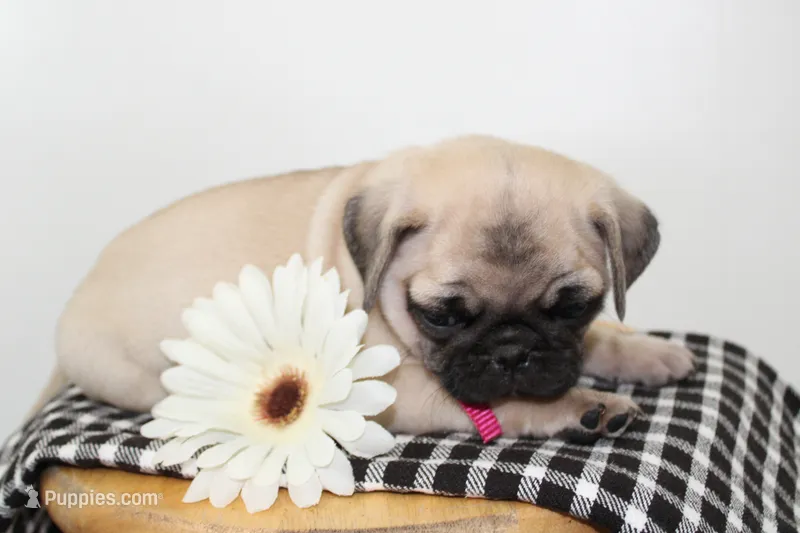 Diamond – Pug puppy for sale in Delphi, IN