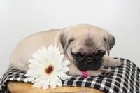 Diamond, a female Pug for sale in Delphi, IN – 2 of 4