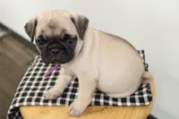 Jazzie , a female Pug for sale in Delphi, IN – 3 of 3