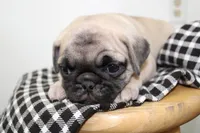 Buddy , a male Pug for sale in Delphi, IN – 1 of 3