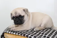 Benny , a male Pug for sale in Delphi, IN – 1 of 2