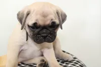 Boulder , a male Pug for sale in Delphi, IN – 1 of 3