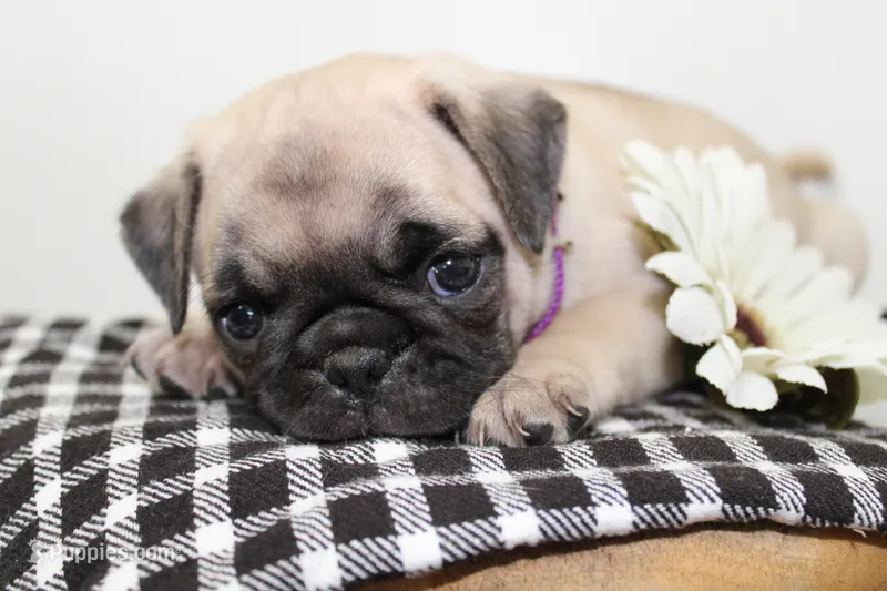 Jazzie  – Pug puppy for sale in Delphi, IN