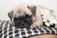Jazzie , a female Pug for sale in Delphi, IN – 1 of 3